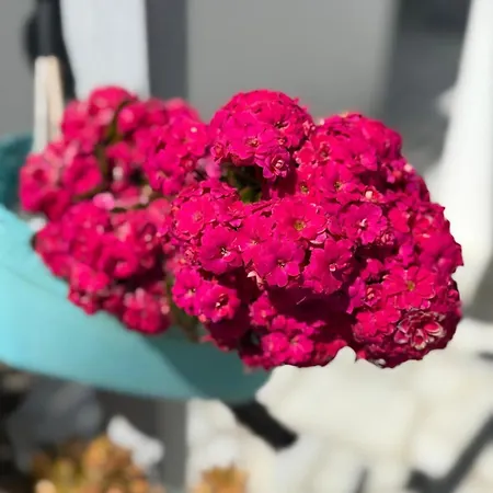 Stavros Apartahotel 4*