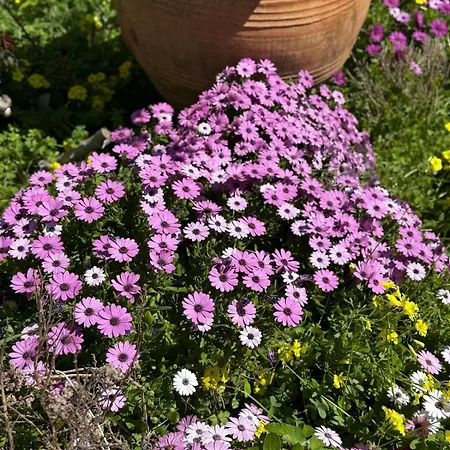 Stavros Apartahotel Logaras