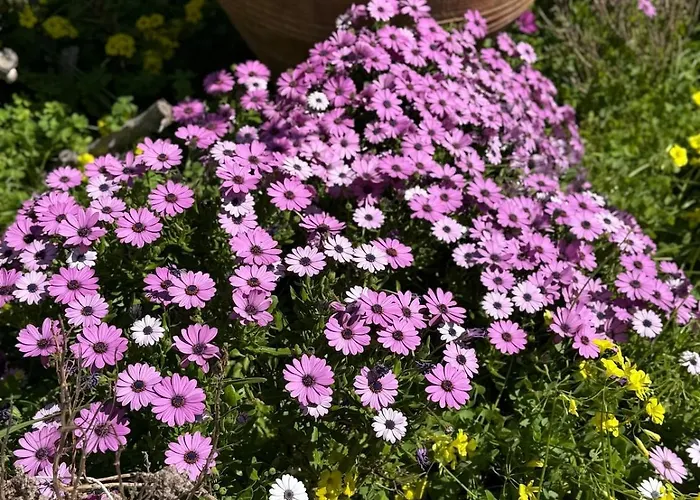 Stavros Aparthotel Logaras